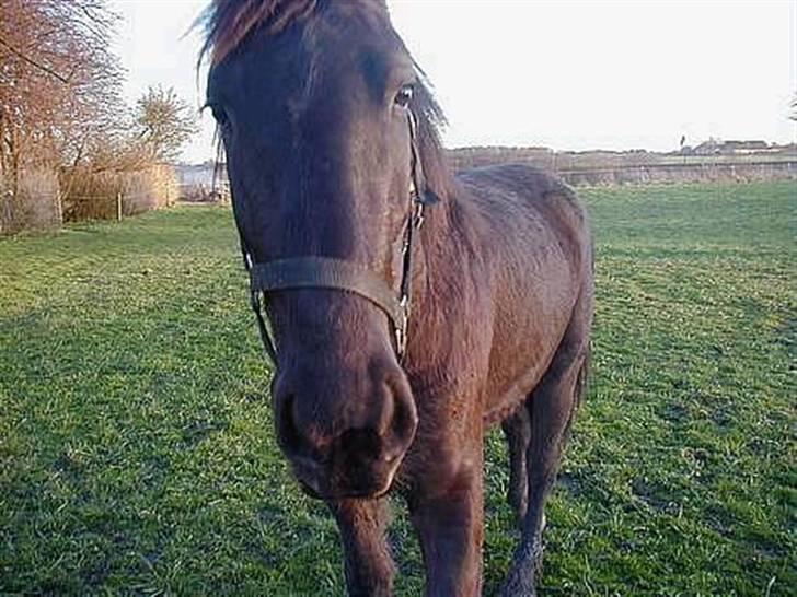 Frieser Hambrugs Othello - <3 billede 5