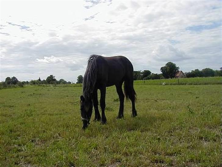 Frieser Hambrugs Othello - <3 billede 6