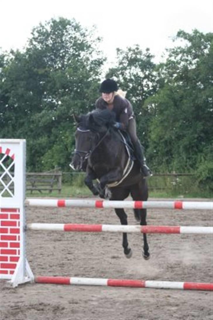 Tysk Sportspony Petit Cyrenaika solgt billede 2