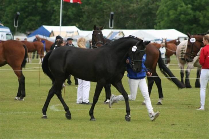 Tysk Sportspony Petit Cyrenaika solgt billede 3