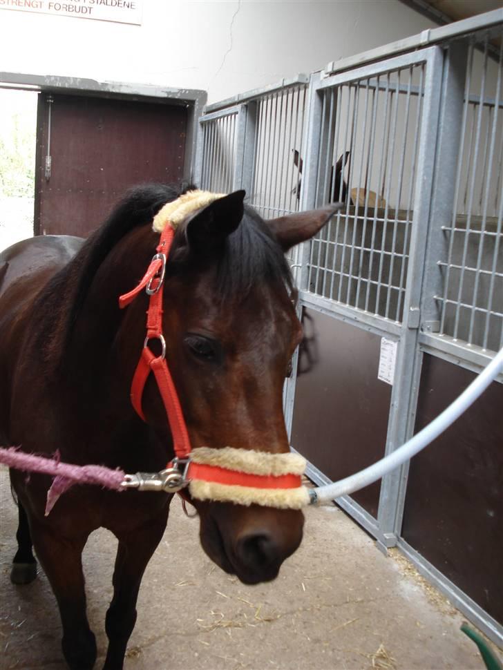 New Forest Beauty   Solgt - Der siger hun lige goddag billede 3