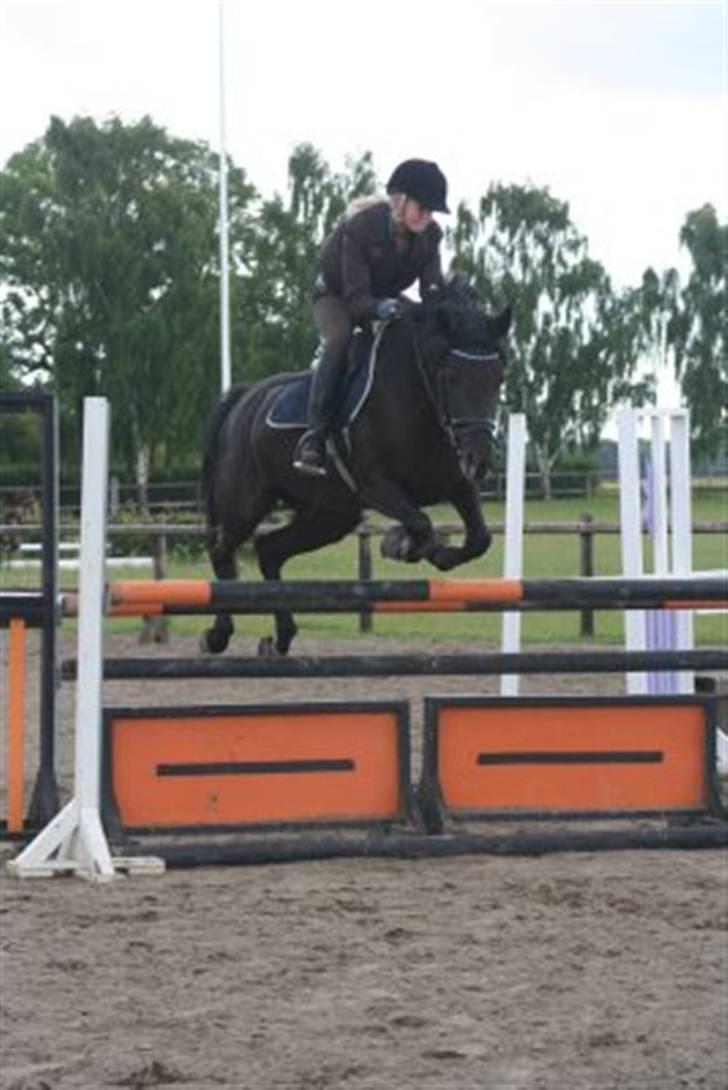 Tysk Sportspony Petit Cyrenaika solgt billede 5