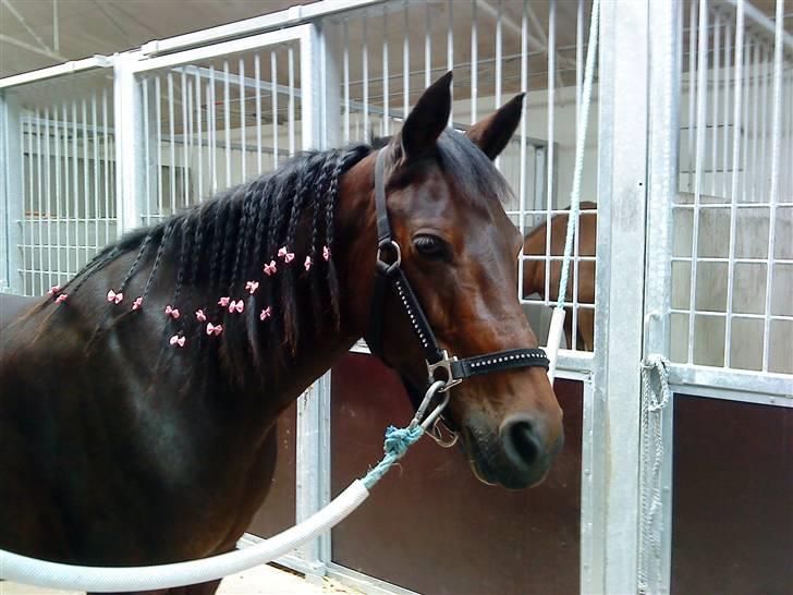 New Forest Beauty   Solgt - Der har vi lige flettet hendes man mig og min veninde billede 4