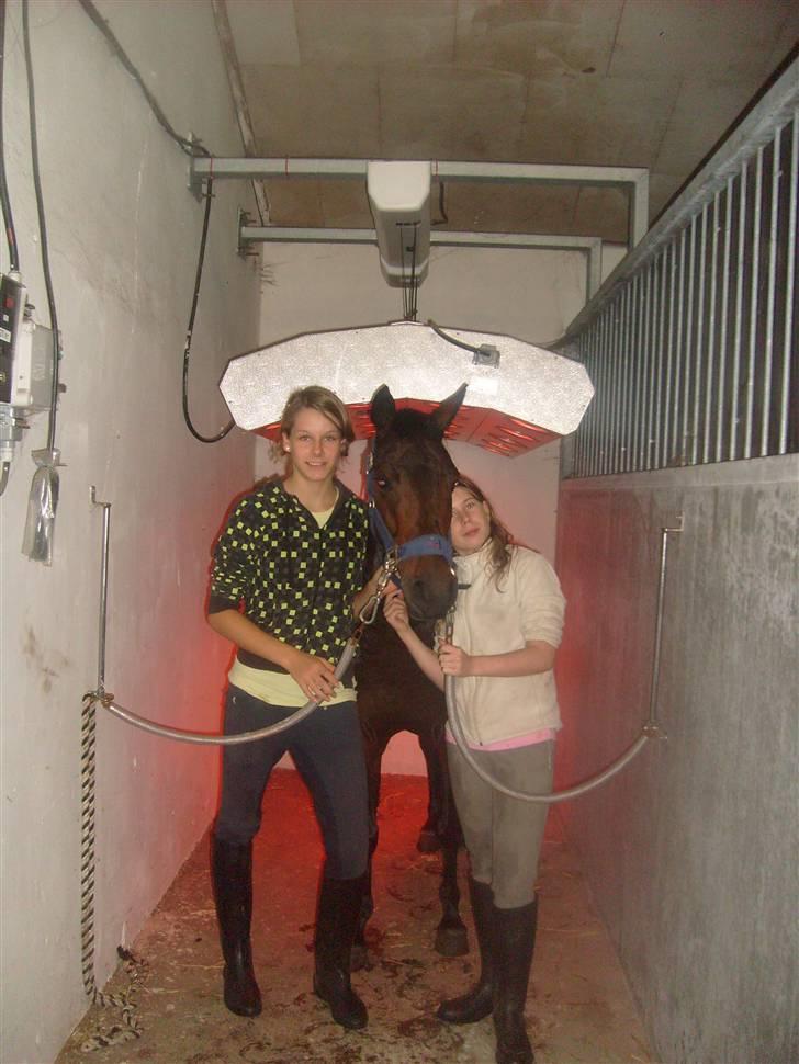 New Forest Beauty   Solgt - mig og min veninde beauty er i sol billede 5