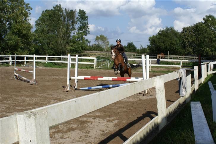 Anden særlig race Natasja i ridning solgt billede 4