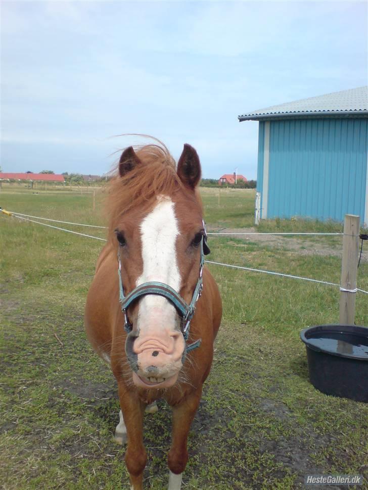 Anden særlig race Fannik'ilu'savner dig<3*; - Søde <3  billede 16