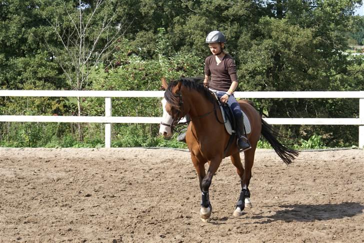 Anden særlig race Natasja i ridning solgt billede 5