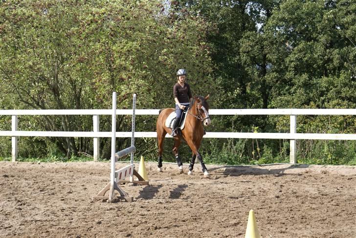 Anden særlig race Natasja i ridning solgt billede 6