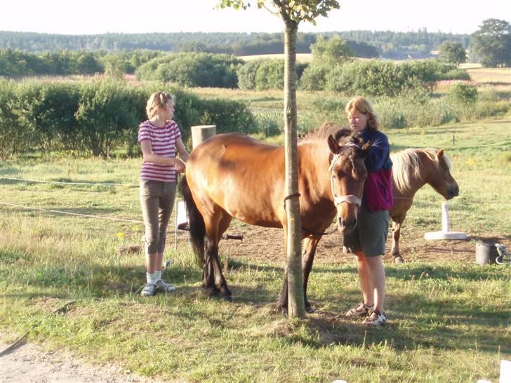 Islænder soya billede 6