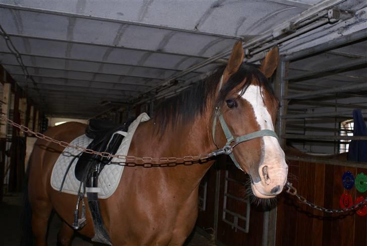 Anden særlig race Natasja i ridning solgt billede 7