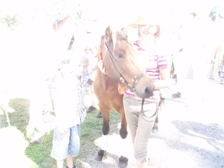 Islænder soya billede 7