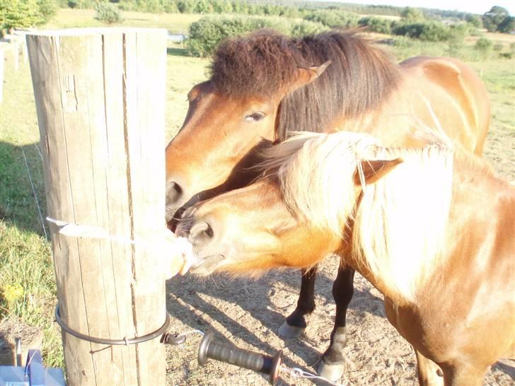 Islænder soya billede 9