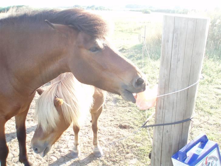 Islænder soya billede 10