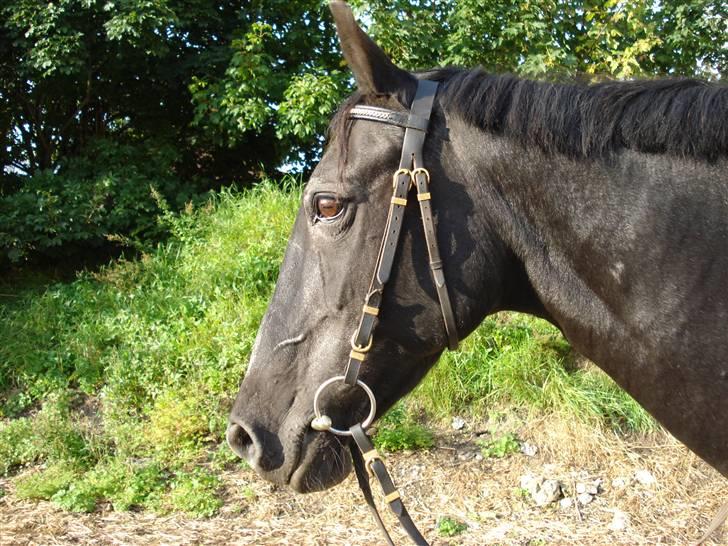 Anden særlig race Monique. Passer ikke mere - Du er så sød <3<3 billede 16