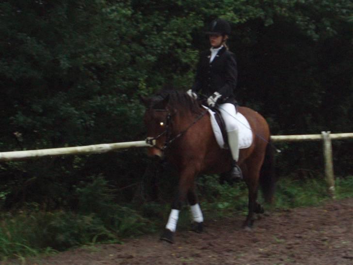 Islænder soya billede 12