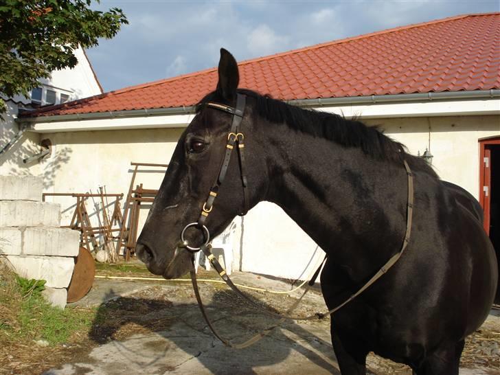 Anden særlig race Monique. Passer ikke mere - Se hendes man er blevet rykket, er hun ikke fin :o) billede 17