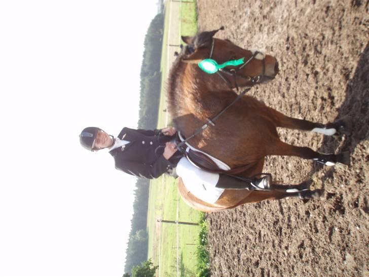 Islænder soya billede 14