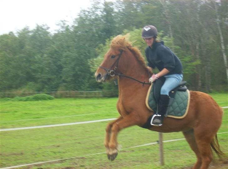 Islænder Feykir - Jeg stejler med Annika  billede 5