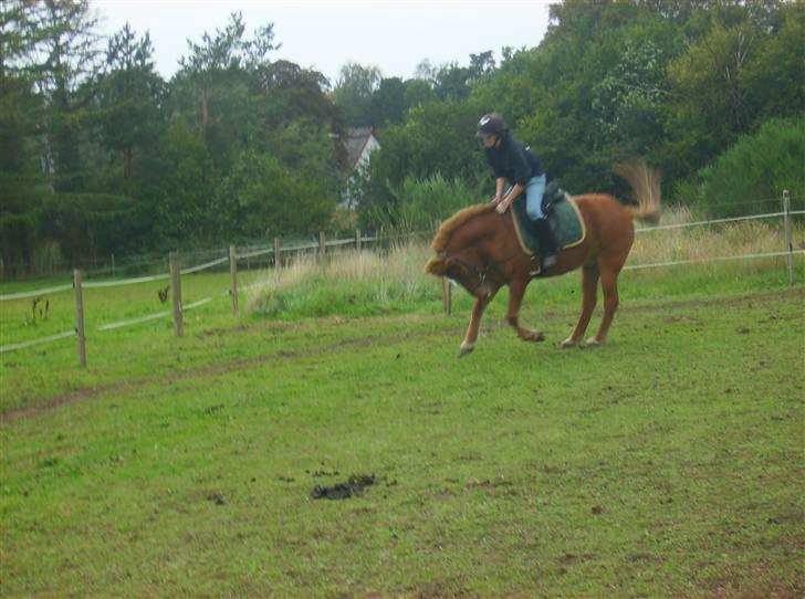 Islænder Feykir - laver psykopat hop billede 6