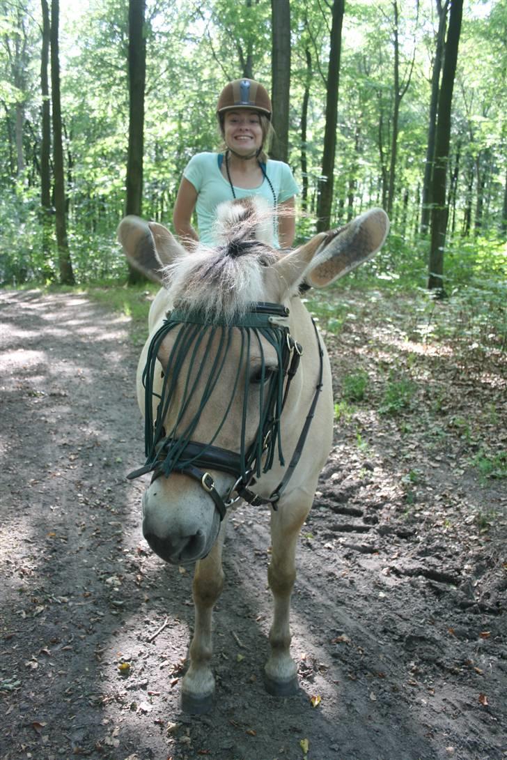 Fjordhest Loui*goodye my angel<3RIP - Time, sometimes the time just slips away, And your left with yesterday billede 3