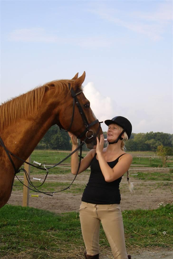 Dansk Varmblod Labri billede 13