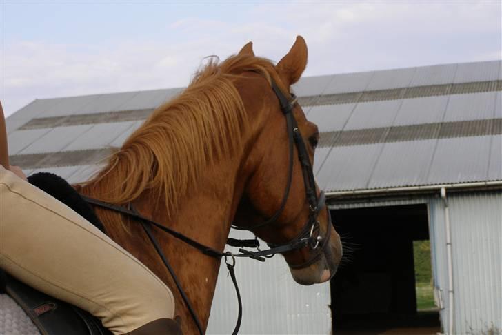 Dansk Varmblod Labri billede 14