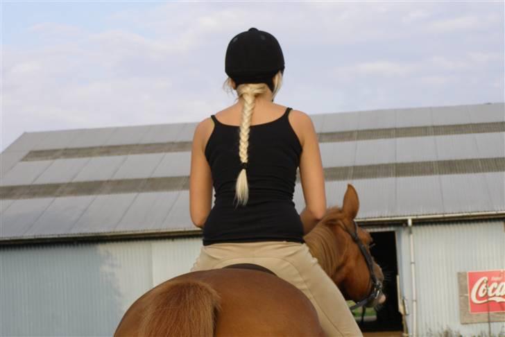 Dansk Varmblod Labri billede 15