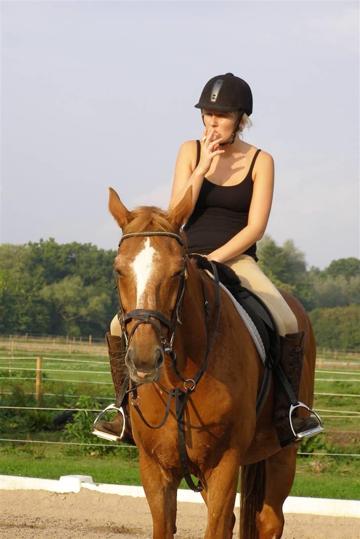 Dansk Varmblod Labri billede 16