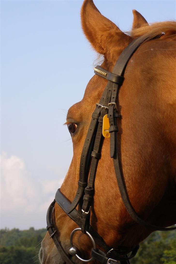 Dansk Varmblod Labri billede 17