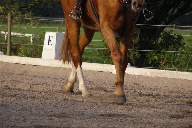 Dansk Varmblod Labri billede 18