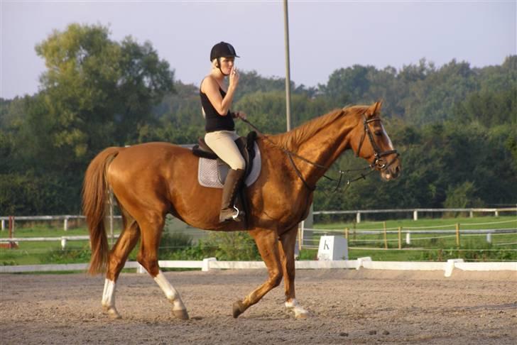 Dansk Varmblod Labri billede 19