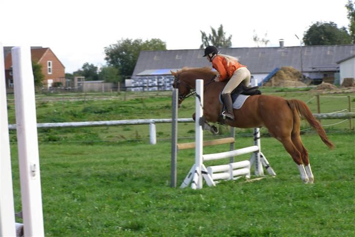 Dansk Varmblod Labri billede 20