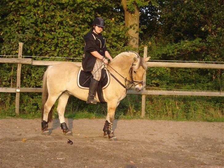 Fjordhest Bamse *RIP* billede 13