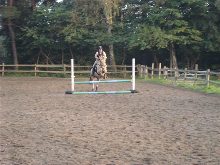 Fjordhest Bamse *RIP* billede 14