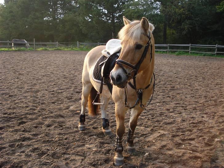 Fjordhest Bamse *RIP* billede 15
