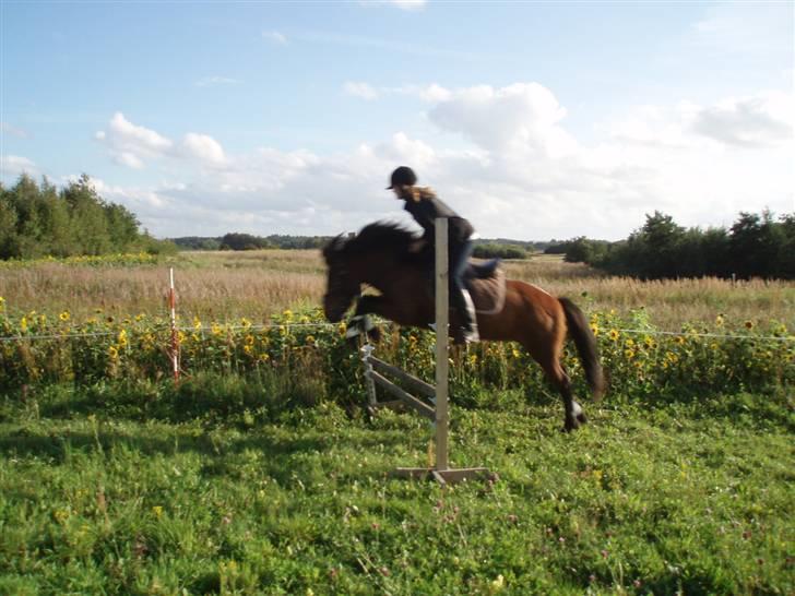 Islænder soya billede 15