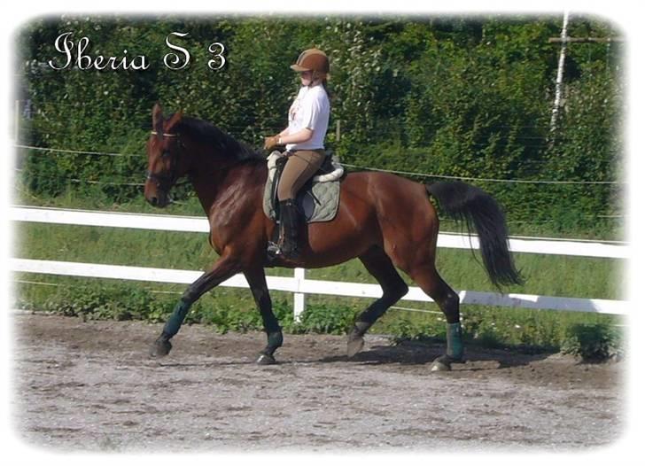 Anden særlig race | Iberia S 3 | - Xx 15 xX Træning. Trav. Foto: søster <3 billede 13
