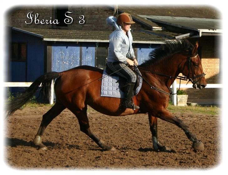 Anden særlig race | Iberia S 3 | - Xx 16 xX Springtræning på Anderup. Kanon dag. D. 20 August 2008. Fotograf: Marie-Louise F. Rasmussen billede 14