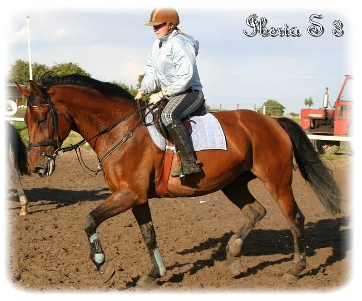 Anden særlig race | Iberia S 3 | - Xx 17 xX Springtræning på Anderup. Kanon dag. D. 20. August 2008. Fotograf: Marie-Louise F. Rasmussen billede 15