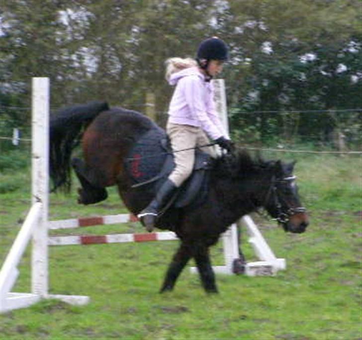 Anden særlig race Dominic billede 5