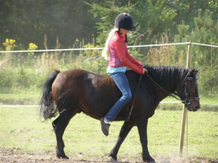 Anden særlig race Dominic billede 6