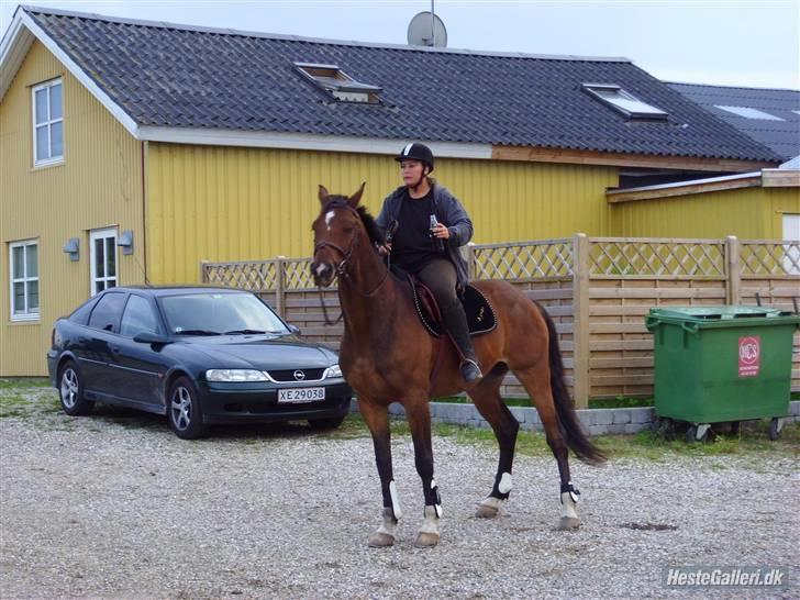 Dansk Varmblod Emblems Comet    RIP - - Kenzo og mig slapper lidt af billede 8