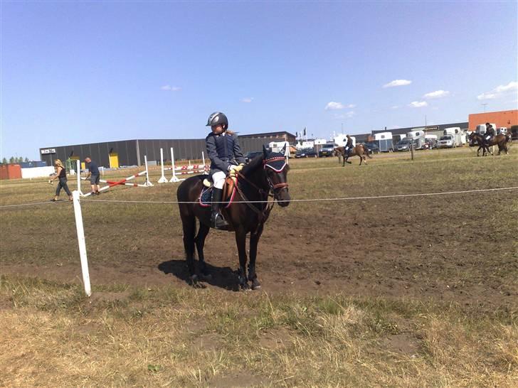 New Forest Lillie-Lund's Vicki Bell billede 13