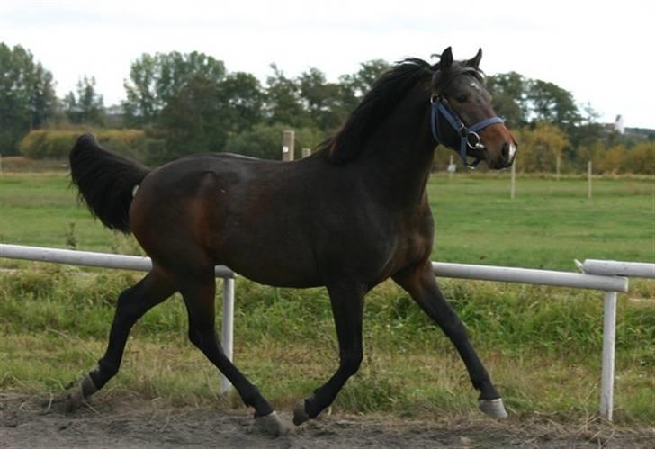 Anden særlig race Twist SOLGT:'( - 1# Velkommen til Twist´s profil<3 billede 1