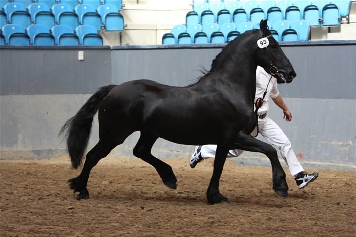 Frieser Sytske f Woltefreden STER - Sytske har super gode gangarter, hun svæver når hun ellers gider... billede 12