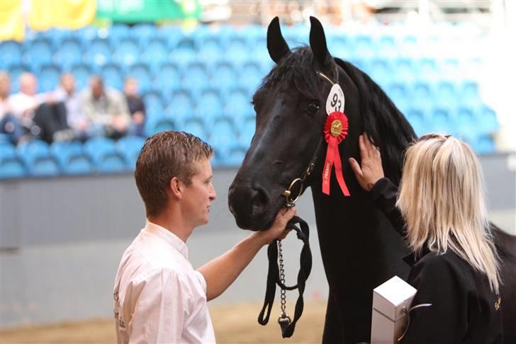 Frieser Sytske f Woltefreden STER - En stolt Sytske... Som nu har fået tildelt titlen STER hoppe billede 15