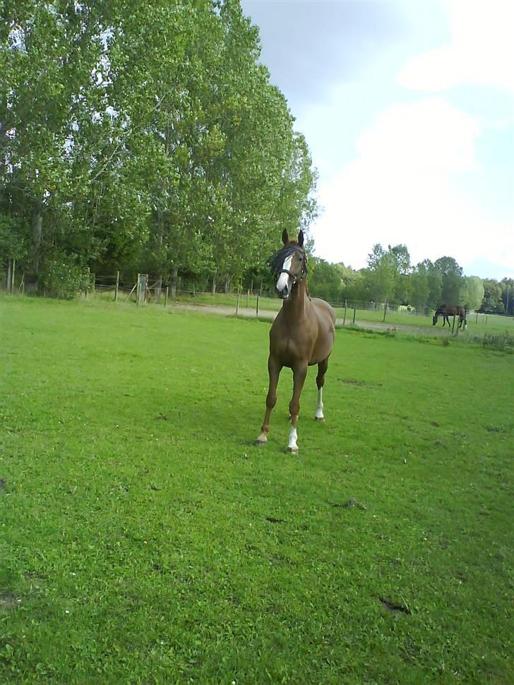 Anden særlig race Estrupvangs Poseidon - Taget af mig. billede 13