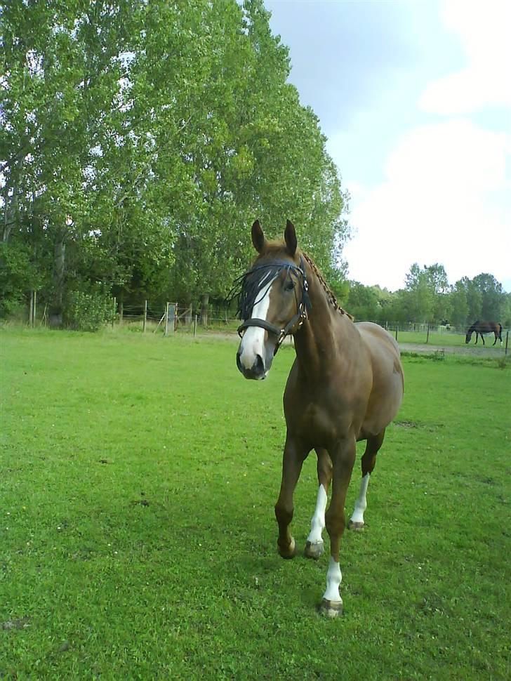 Anden særlig race Estrupvangs Poseidon - Poseidon der kommer listende =) Taget af mig. billede 14