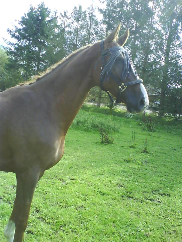 Anden særlig race Estrupvangs Poseidon - Smukke poseidon. Taget af mig. billede 15