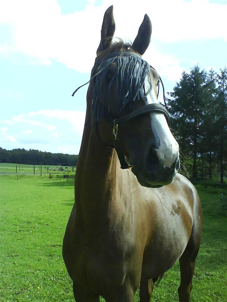 Anden særlig race Estrupvangs Poseidon billede 16